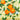 Tablett Deko mit Orangen, praktisches Tablett rechteckig aus Melamin 45x31 cm